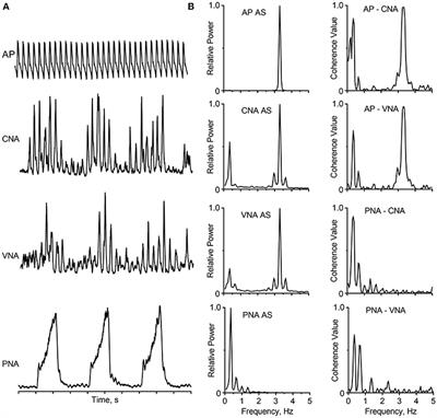 Deciphering the Neural Control of Sympathetic Nerve Activity: Status Report and Directions for Future Research